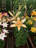 [5042 Orange Erectric No02.JPG]